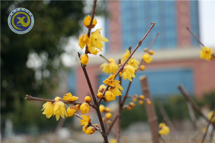 梅雪盼冬來(lái)，微笑迎春歸(圖15)