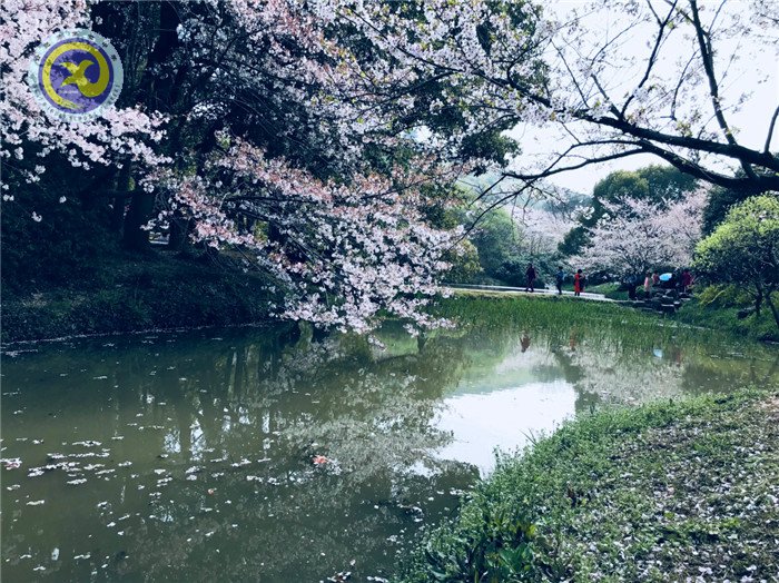  其時(shí)櫻花爛漫，詩(shī)書(shū)彌香(圖1)